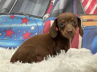 Max, a male Miniature Dachshund for sale in Mulberry, KS – 2 of 3