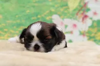 Daisy, a female Shih Tzu for sale in Mulberry, KS – 2 of 3