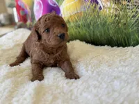 Missy F1B, a female Miniature Goldendoodle for sale in Mulberry, KS – Photo 1 of 4