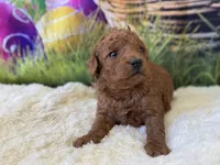 Missy F1B, a female Miniature Goldendoodle for sale in Mulberry, KS – Photo 3 of 4