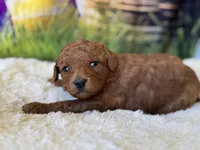 Missy F1B, a female Miniature Goldendoodle for sale in Mulberry, KS – Photo 2 of 4