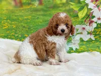 AKC Teddy, a male Poodle - Miniature  for sale in Mulberry, KS – 1 of 4