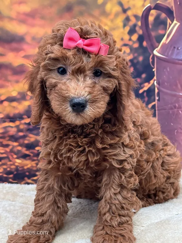 AKC Penny – Poodle - Miniature  puppy for sale in Mulberry, KS