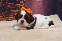 AKC Coco, a female Shih Tzu for sale in Mulberry, KS – 3 of 3