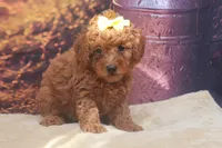 AKC Luna, a female Poodle - Miniature  for sale in Mulberry, KS – 2 of 3