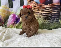 F1B TOY, a female Goldendoodle for sale in Mulberry, KS – Photo 2 of 2