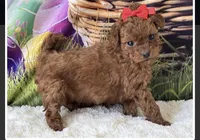 F1B TOY, a female Goldendoodle for sale in Mulberry, KS – Photo 1 of 2