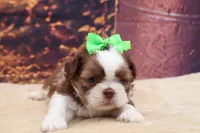 AKC Tucker, a male Shih Tzu for sale in Mulberry, KS – 2 of 3