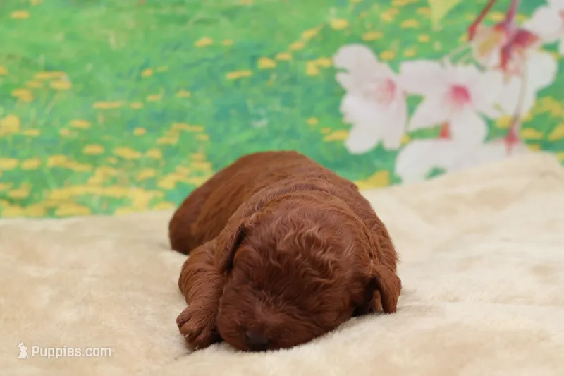 Ember – Poodle - Miniature  puppy for sale in Mulberry, KS