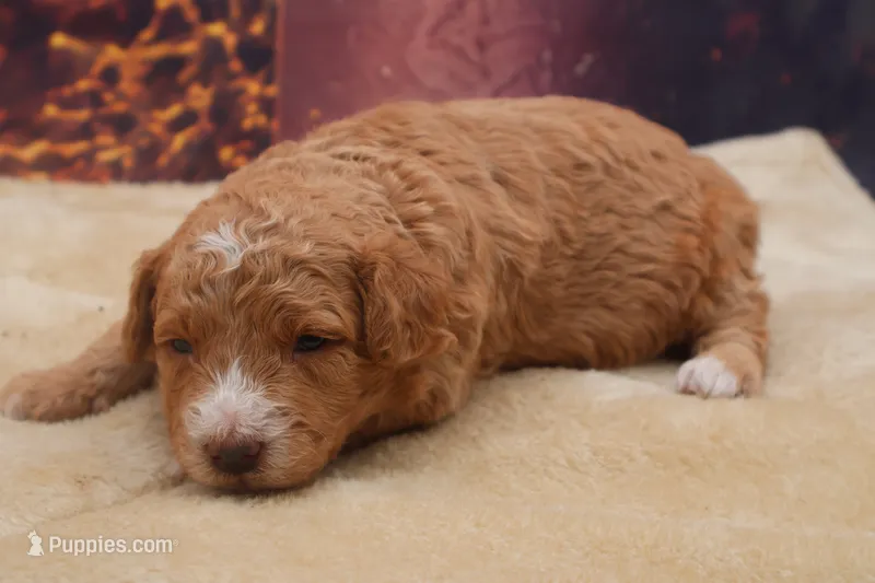 AKC Peaches, a female Poodle - Miniature  for sale in Mulberry, KS – 1 of 3