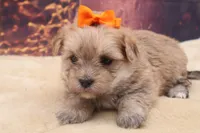 Teddy, a male Morkie for sale in Mulberry, KS – 1 of 4