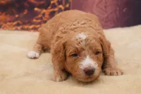 AKC Peaches, a female Poodle - Miniature  for sale in Mulberry, KS – 3 of 3