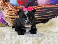 Beauty, a female Morkie for sale in Mulberry, KS – Photo 1 of 4