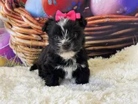 Beauty, a female Morkie for sale in Mulberry, KS – Photo 3 of 4