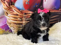 Beauty, a female Morkie for sale in Mulberry, KS – Photo 2 of 4