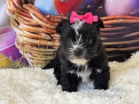 Beauty, a female Morkie for sale in Mulberry, KS – Photo 4 of 4