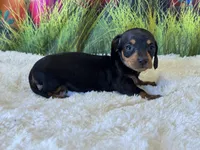 Mazie, a female Miniature Dachshund for sale in Mulberry, KS – Photo 4 of 5