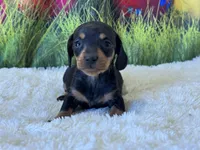 Mazie, a female Miniature Dachshund for sale in Mulberry, KS – Photo 3 of 5