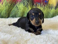 Mazie, a female Miniature Dachshund for sale in Mulberry, KS – Photo 2 of 5