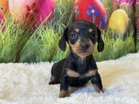 Mazie, a female Miniature Dachshund for sale in Mulberry, KS – Photo 1 of 5