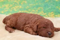 Ember, a female Poodle - Miniature  for sale in Mulberry, KS – 3 of 3