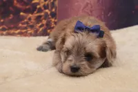 Tanner, a male Morkie for sale in Mulberry, KS – 3 of 3