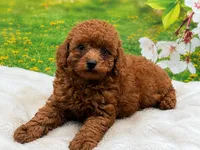 AKC Rusty, a male Poodle - Miniature  for sale in Mulberry, KS – 3 of 3