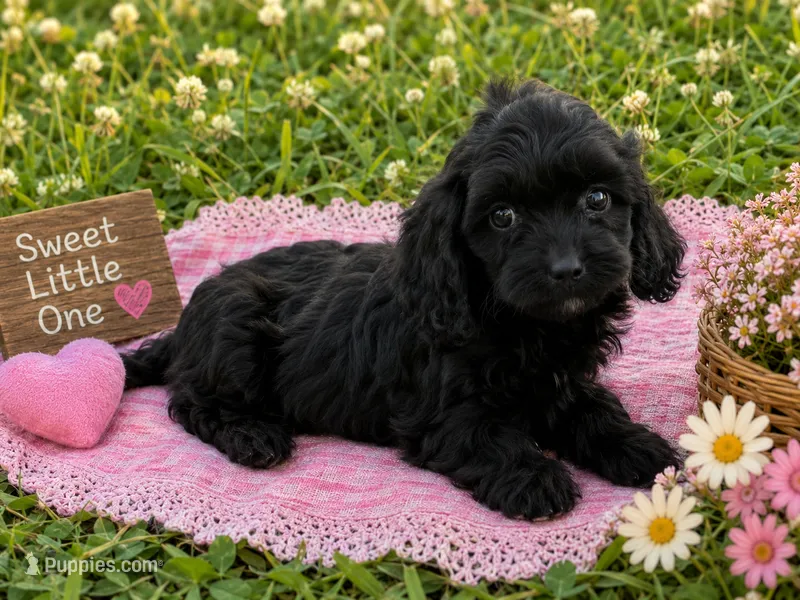 Beauty, a female Cavapoo for sale in Mulberry, KS – 1 of 2