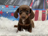 Max, a male Miniature Dachshund for sale in Mulberry, KS – 1 of 3