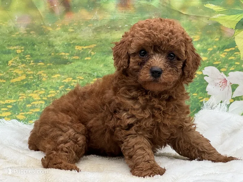 AKC Rusty – Poodle - Miniature  puppy for sale in Mulberry, KS