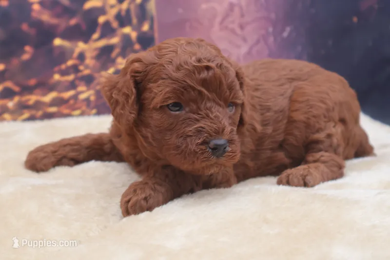 Ember – Poodle - Miniature  puppy for sale in Mulberry, KS