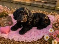 Duke , a male Cavapoo for sale in Mulberry, KS – 1 of 3