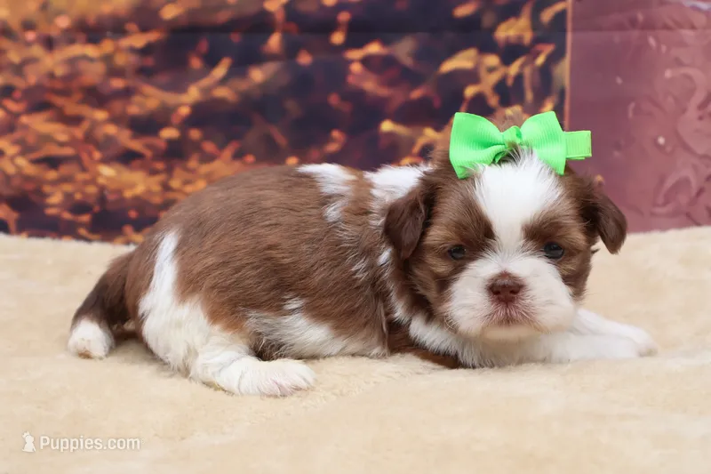 AKC Tucker – Shih Tzu puppy for sale in Mulberry, KS
