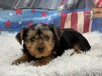 Mike , a male Yorkshire Terrier for sale in Mulberry, KS – 2 of 4