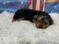 Mike , a male Yorkshire Terrier for sale in Mulberry, KS – 4 of 4