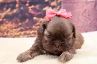 AKC Hazel, a female Shih Tzu for sale in Mulberry, KS – 2 of 3
