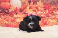 Raven, a female Morkie for sale in Mulberry, KS – 3 of 3