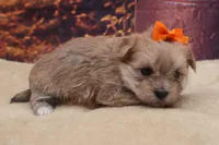 Teddy, a male Morkie for sale in Mulberry, KS – 4 of 4