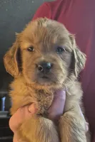 Dandie, a female Golden Retriever for sale in Sears, MI – Photo 5 of 10
