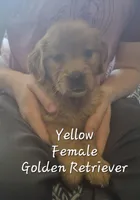 Dandie, a female Golden Retriever for sale in Sears, MI – Photo 6 of 10