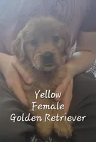 Dandie, a female Golden Retriever for sale in Sears, MI – Photo 3 of 10