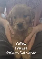 Dandie, a female Golden Retriever for sale in Sears, MI – Photo 2 of 10