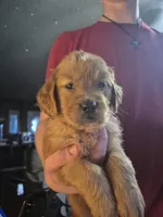 Dandie, a female Golden Retriever for sale in Sears, MI – Photo 10 of 10