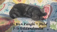 Obi Wan Kenobi, a male Goldendoodle for sale in Sears, MI – 7 of 7