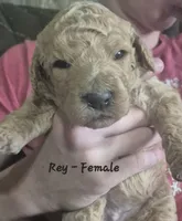 Rey, a female Goldendoodle for sale in Sears, MI – 2 of 10