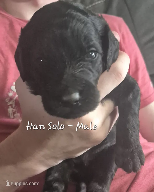 Han Solo – Goldendoodle puppy for sale in Sears, MI