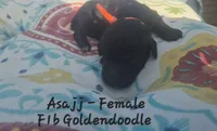 Asajj, a female Goldendoodle for sale in Sears, MI – 7 of 8