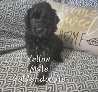 Jet, a male Goldendoodle for sale in Sears, MI – Photo 1 of 7