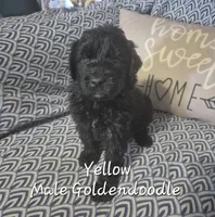 Jet, a male Goldendoodle for sale in Sears, MI – Photo 7 of 7