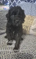 Jet, a male Goldendoodle for sale in Sears, MI – Photo 6 of 7